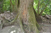Wurzeln eines Mahagonibaumes (Swietenia macrophylla) in Tikal