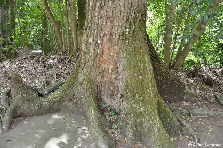 Wurzeln eines Mahagonibaumes (Swietenia macrophylla) in Tikal