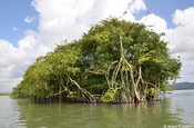 Mangroveninsel im Río Dulce