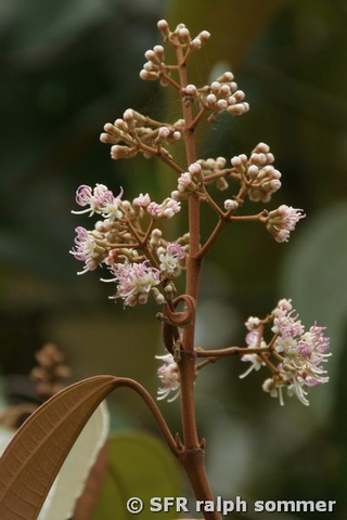 Miconia Blüten (Melastomataceae)