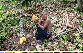 Ernte von Kakaoschoten in Belize