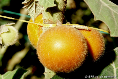 Naranjilla Frucht (Solanum quitoense)