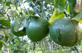 Mandarinen grün