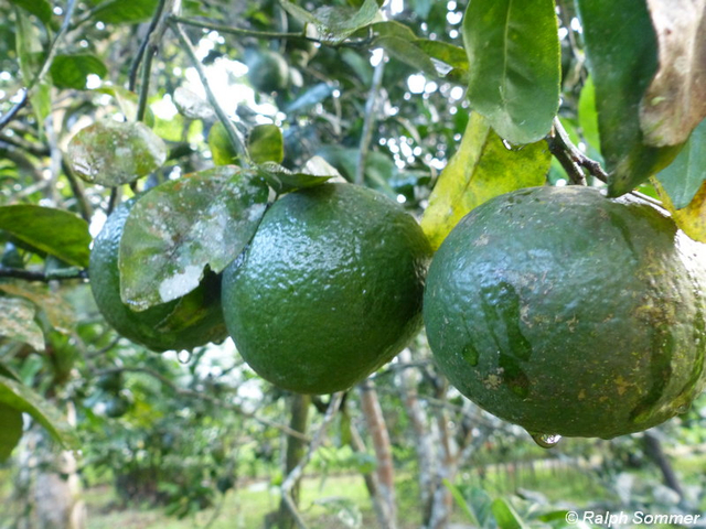 Mandarinen grün