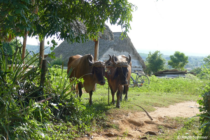 Ochsen vor Palmhütte im Tal von Viñales