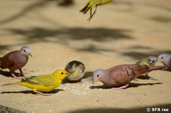 Safrangilbtangare und Tauben in Barichara Kolumbien