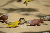 Safrangilbtangare und Tauben in Barichara Kolumbien
