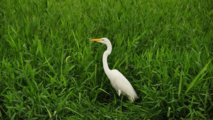 Silberreiher