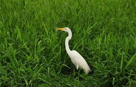 Silberreiher