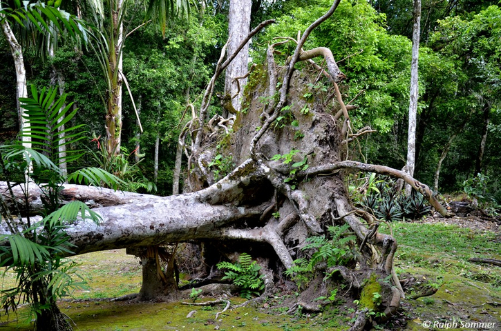 Entwurzelter Baum im Nationalpark Tikal