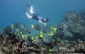 Schnorcheln mit Doktorfischen auf Galápagos