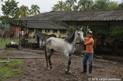 Reitpferd in Villavicencio