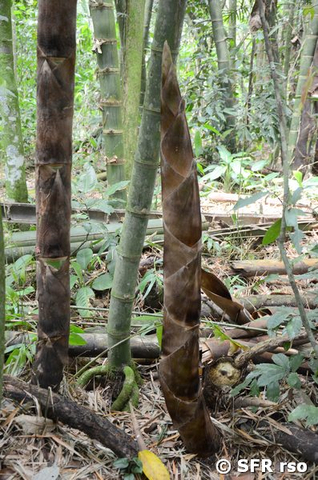 Spross Guadua-Bambus