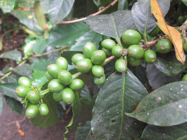 Grüne Kaffeekirschen