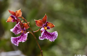 Orchidee