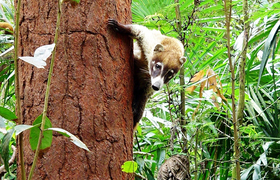 Nasenbär in Mexiko