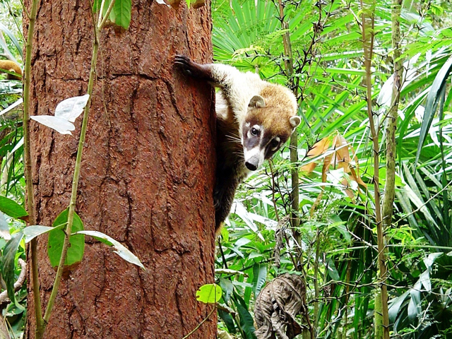 Nasenbär in Mexiko