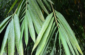 Asiatischer Bambus mit langen Blättern