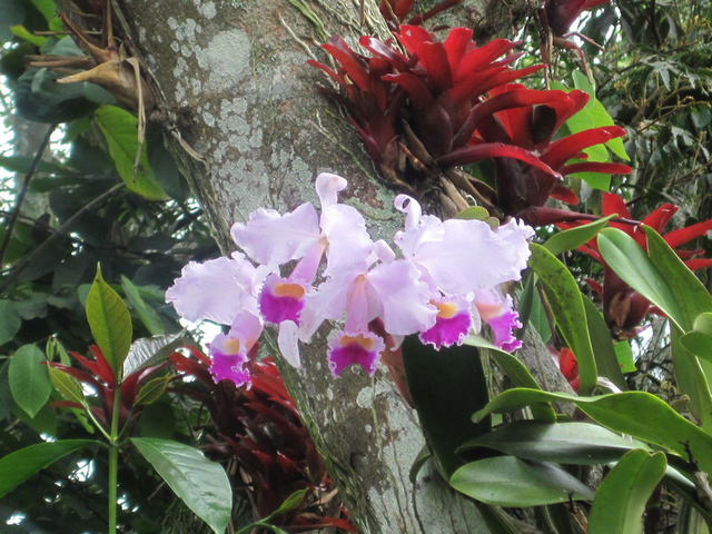 Cattleya Orchidee und Bromelien