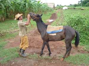 Tabakfarmer in Viñales