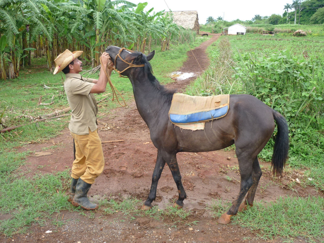 Tabakfarmer in Viñales