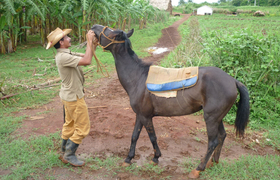 Tabakfarmer in Viñales