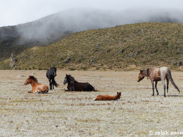 Wildpferde am Cotopaxi