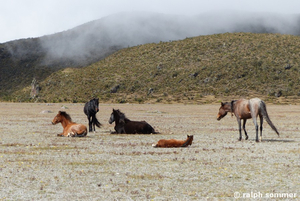 Wildpferde am Cotopaxi