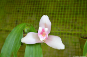 Nationalblume Guatemalas, Orchidee Lycaste skinneri