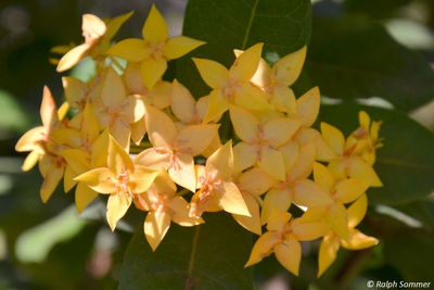 gelbe Ixora Blüten