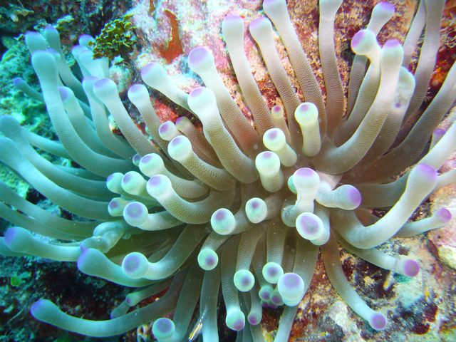 Seeanemone