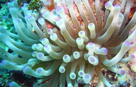 Seeanemone