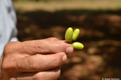 Früchte vom Niembaum Nicaragua