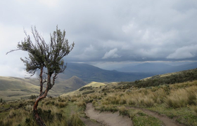 Poylepis-Baum auf dem Illiniza Nord in Ecuador