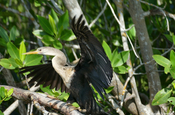 Anhinga Schlangenhalsvogel Laguna Guanaroca