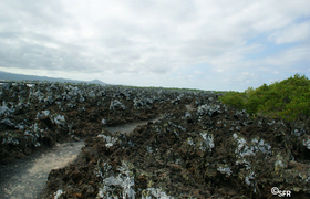 Tintoreras Lava
