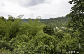 Vegetation Küstenvorland Ecuador