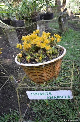 Lycaste cruenta Orchidee in Vivero Verapaz