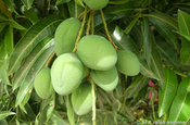 Grüne Mangofrüchte am Baum in Armenia