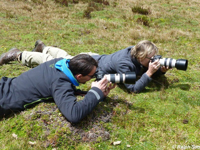 Birding am Antisana in Ecuador 