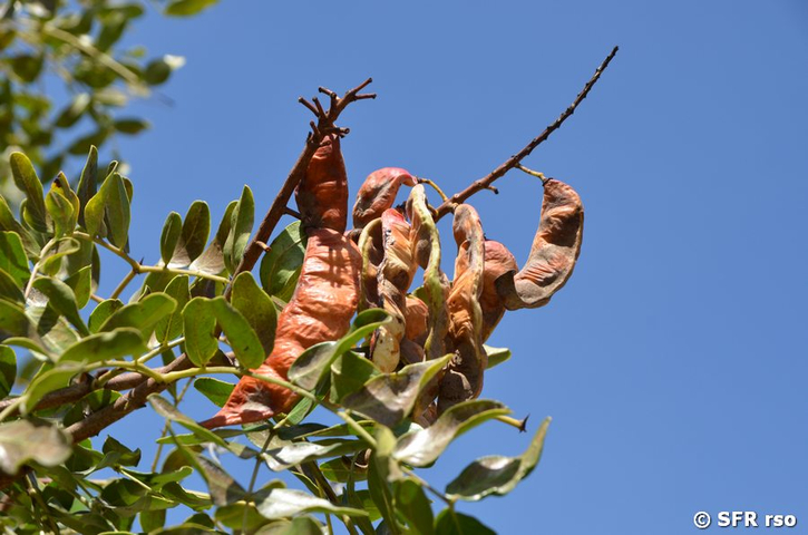 Tara-Schote (Caesalpinia spinosa)
