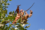 Tara-Schote (Caesalpinia spinosa)