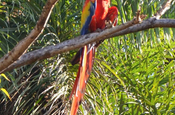 Hellroter Ara-Papagei (Ara macao) in Copán
