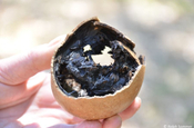 Geöffnete Jicaro (Kalebassenfrucht)