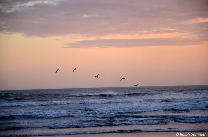 Pelikane und Sonnenuntergang Nicaragua