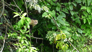 Panama Kapuzieneraffe