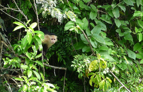 Panama Kapuzieneraffe