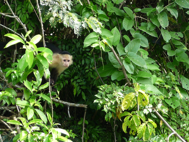 Panama Kapuzieneraffe