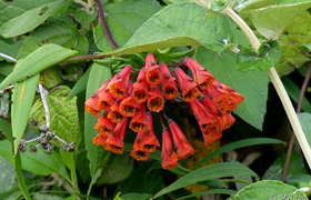 Flora am Ilaló