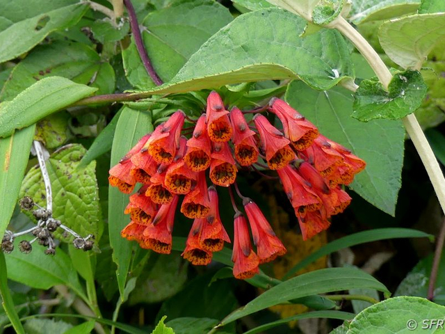 Flora am Ilaló